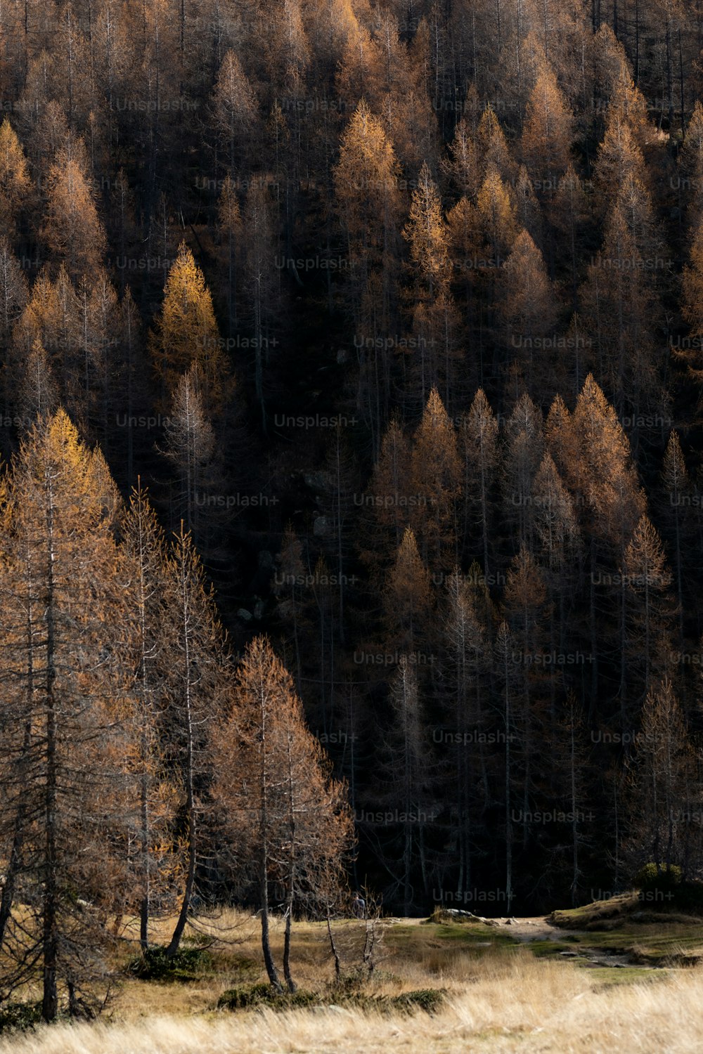 a group of trees that are standing in the grass