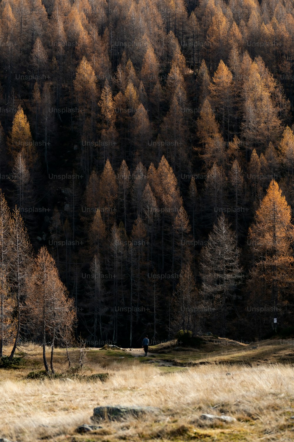 a group of trees that are standing in the grass