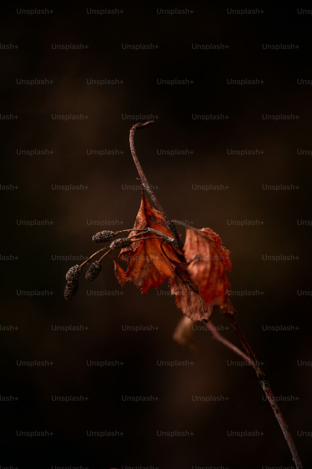 a dead leaf on a twig in the dark
