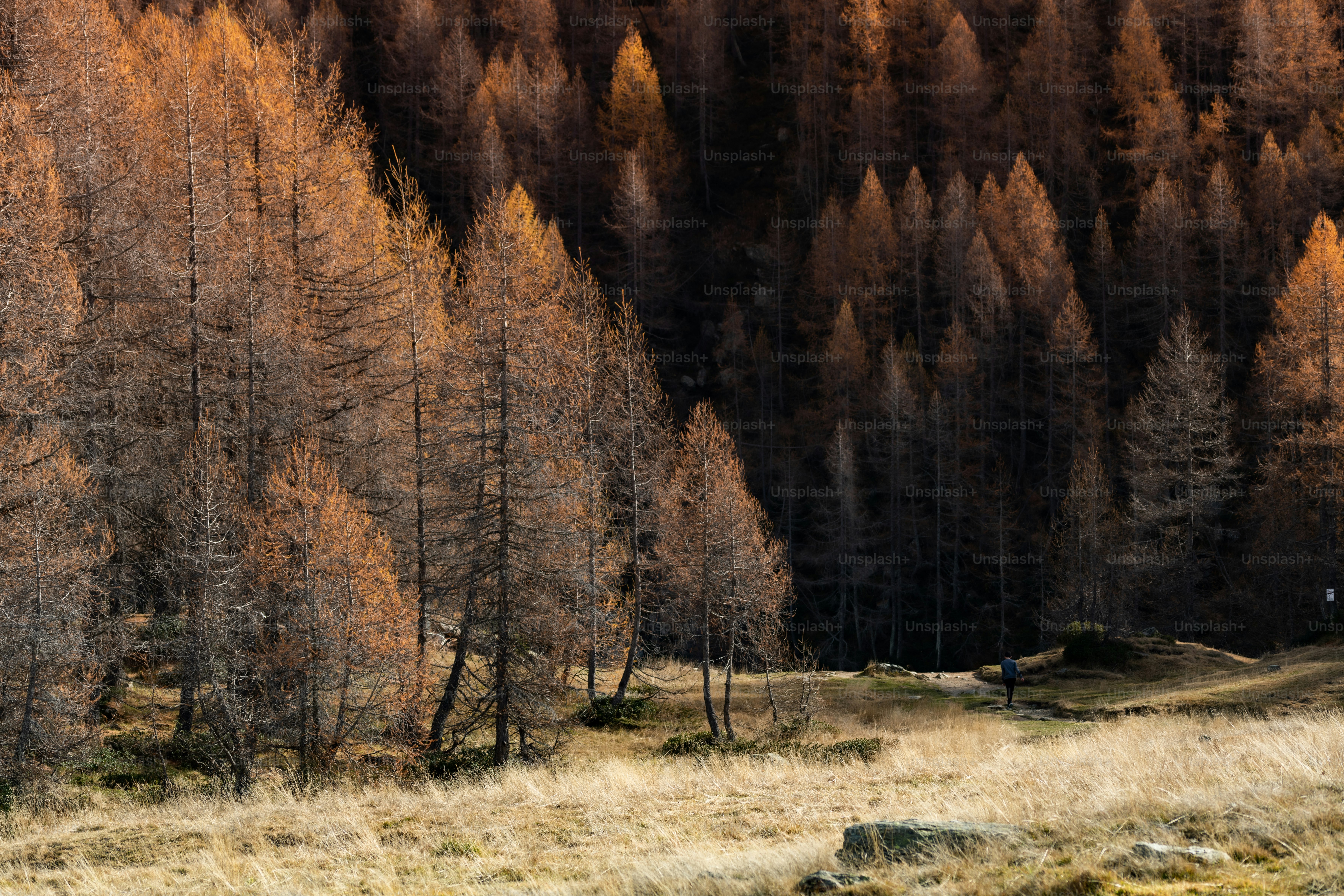 un champ herbeux avec des arbres en arrière-plan