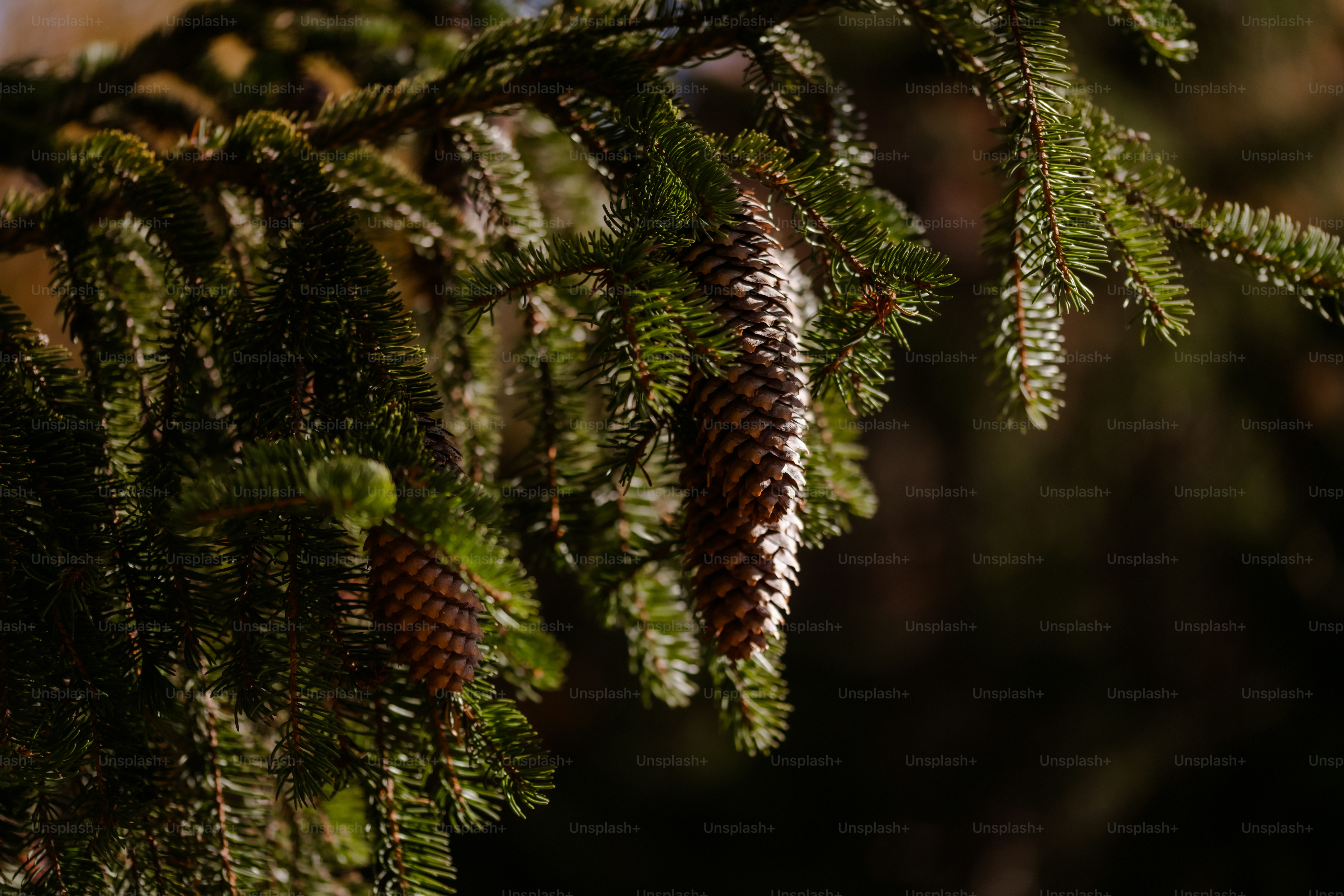 a pine cone hanging from a tree branch