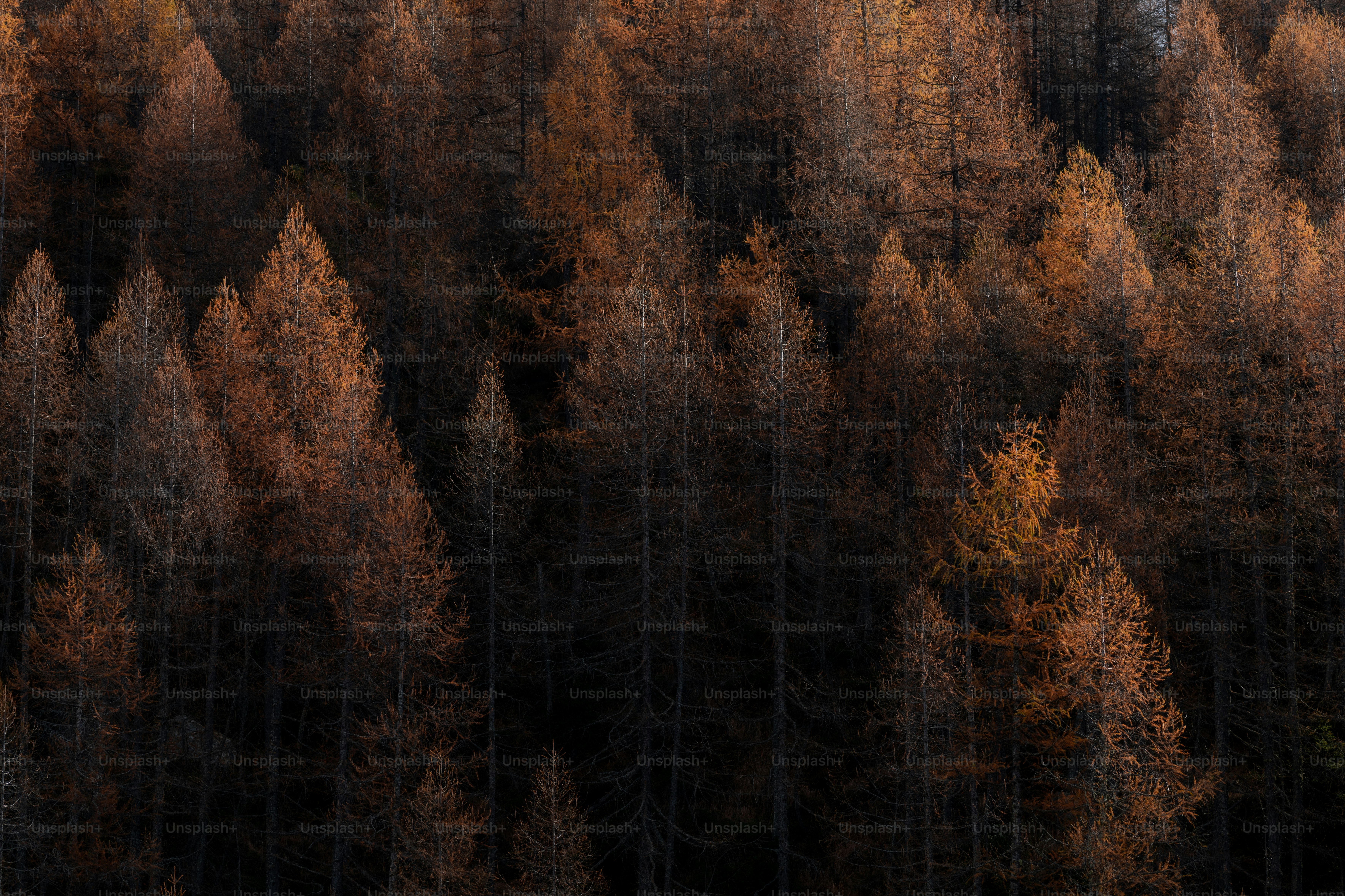 Un grupo de árboles que están parados en el bosque