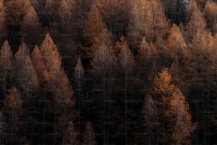 a group of trees that are standing in the woods