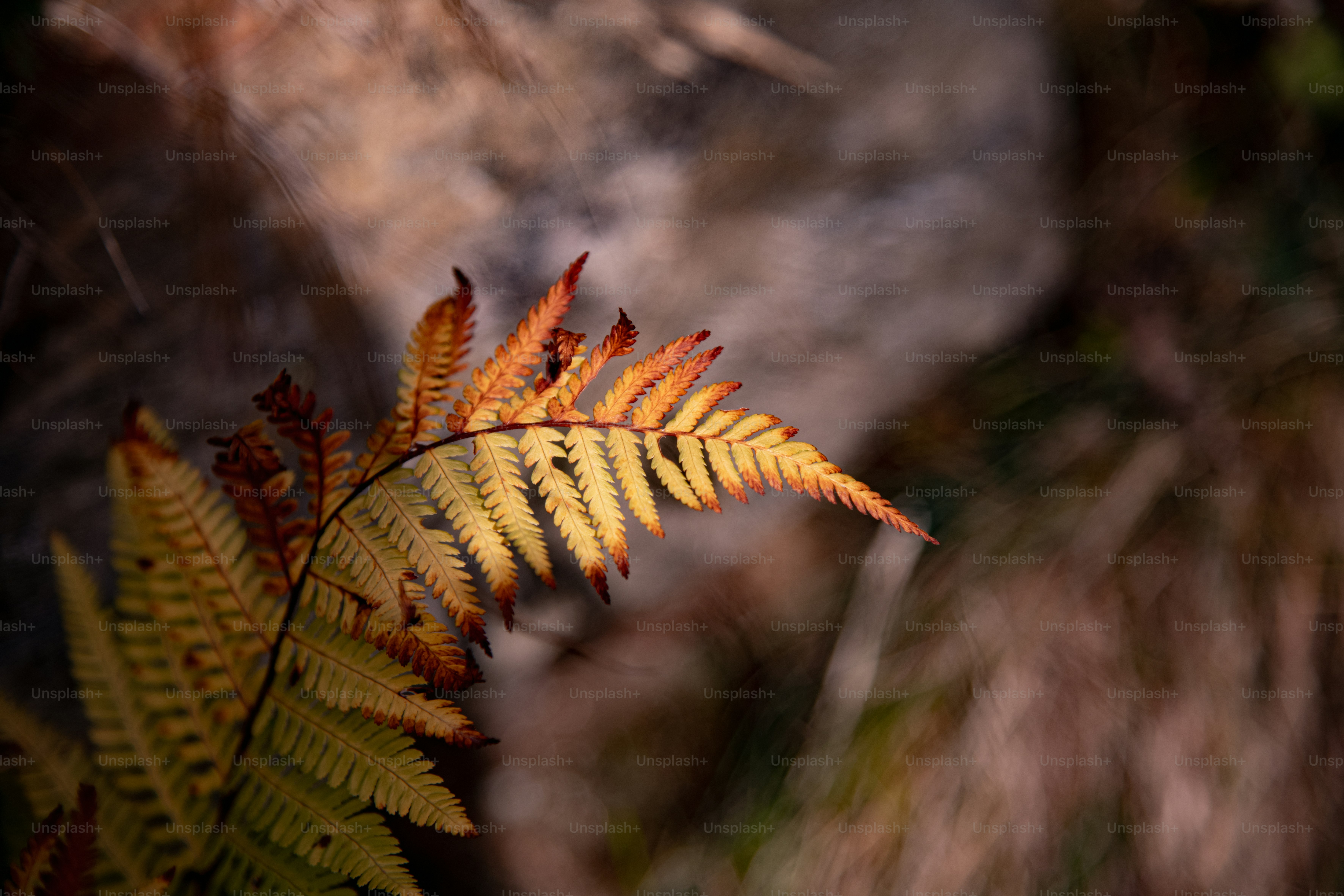 A close up of a leaf on a plant photo – Single leaf Image on Unsplash