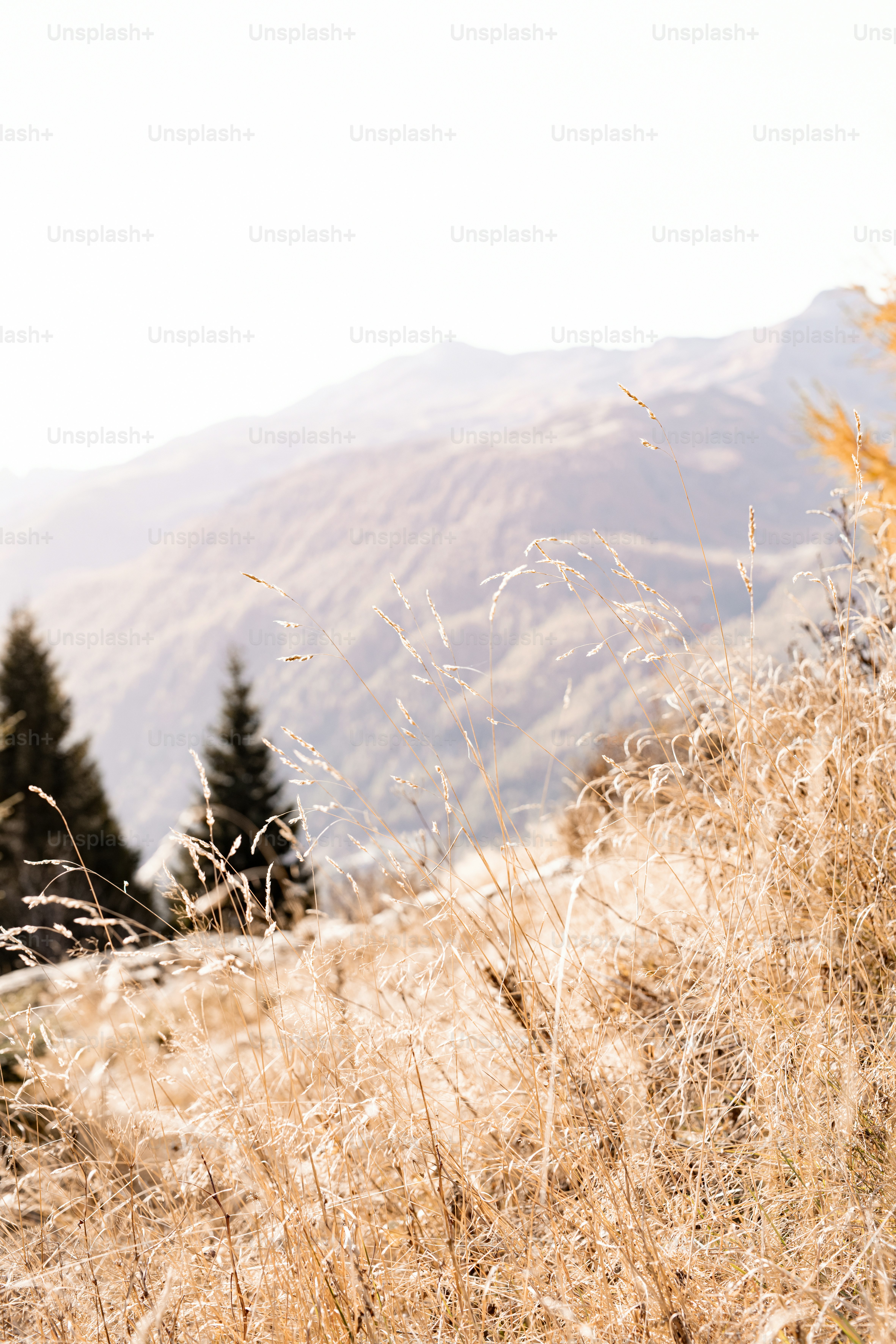 Ein Feld aus trockenem Gras mit Bergen im Hintergrund