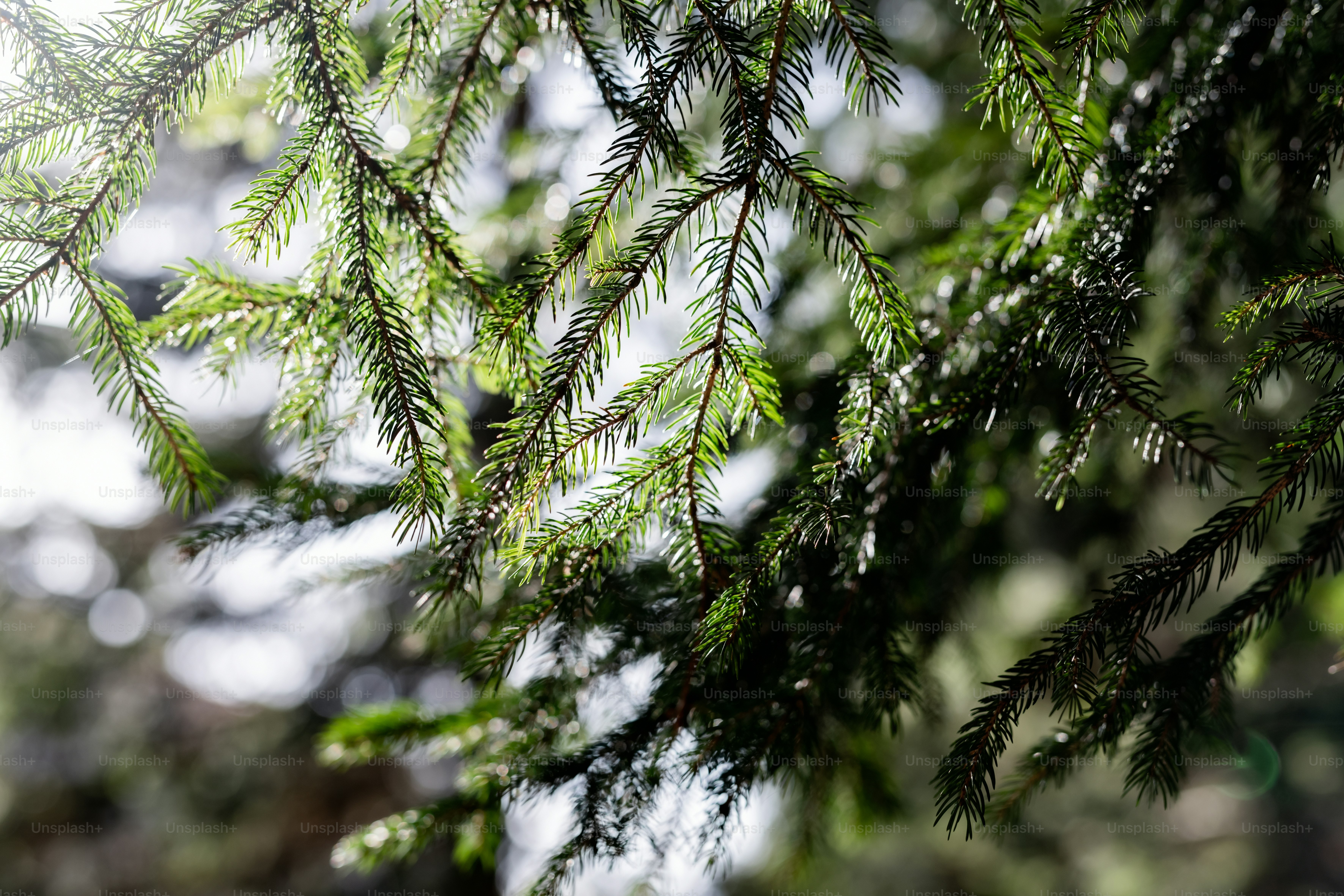 a close up of a pine tree branch