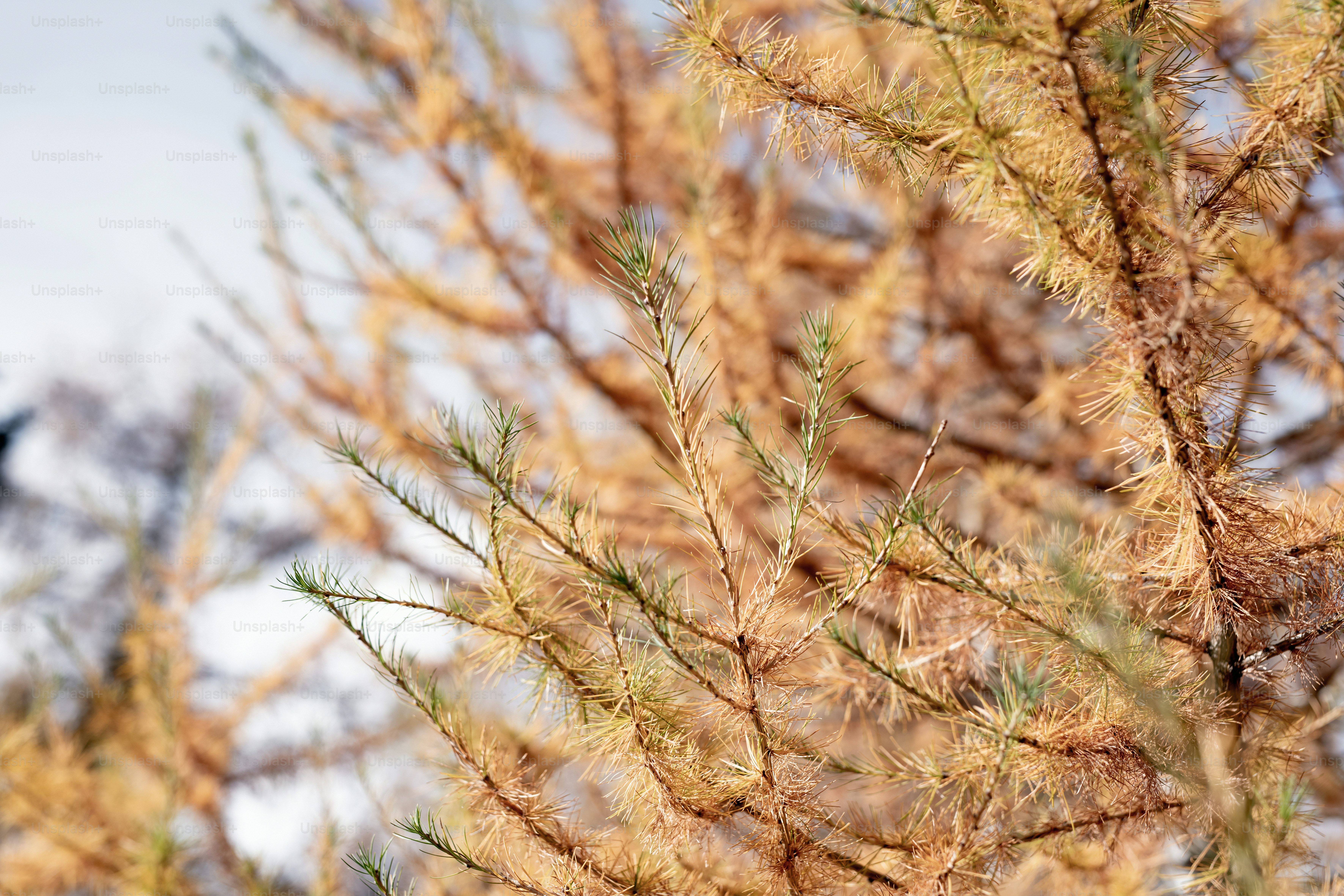 un oiseau assis au sommet d’une branche d’arbre