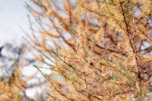 a bird sitting on top of a tree branch