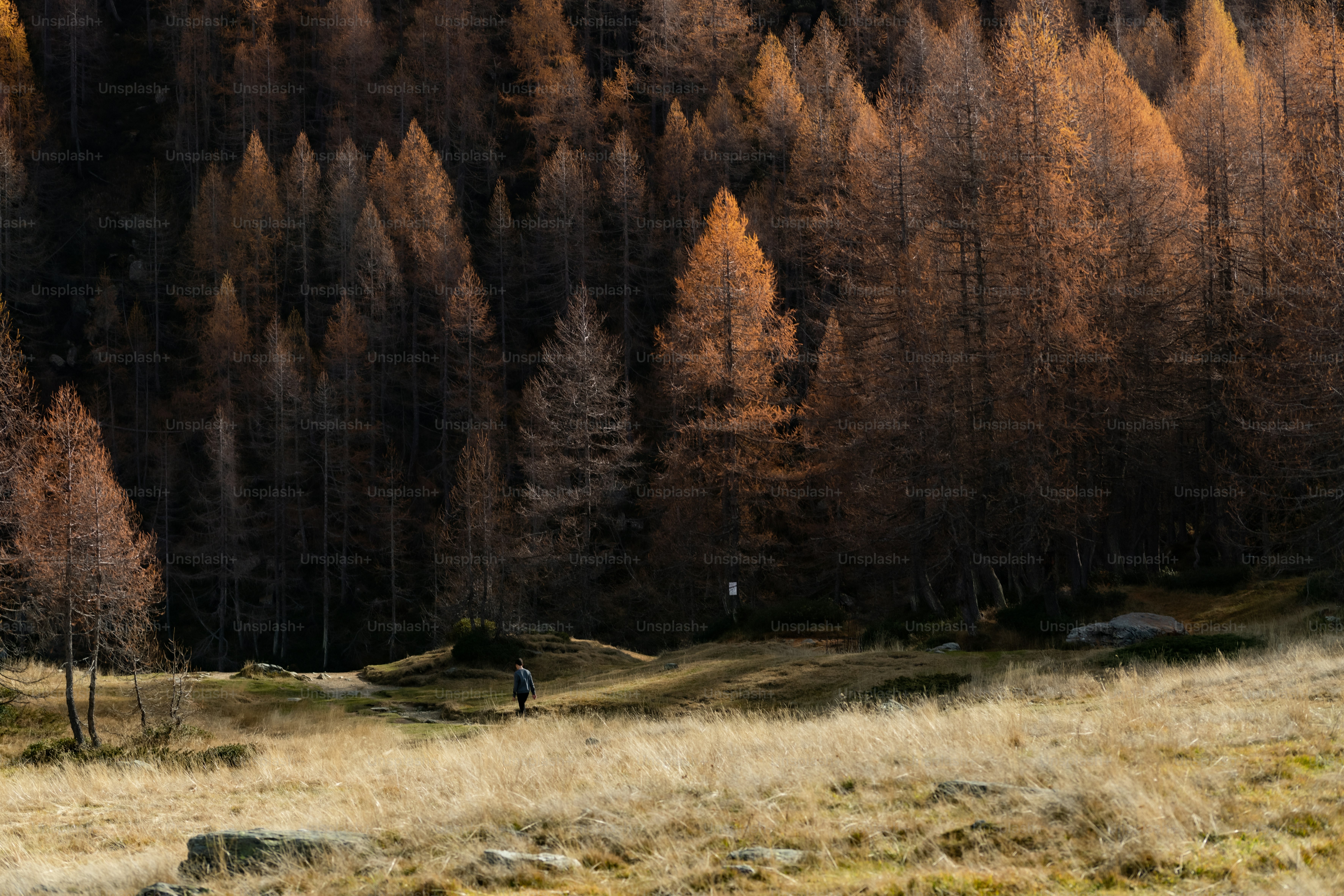 a person walking through a field with tall trees in the background