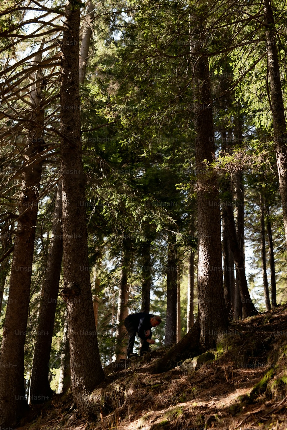 a person riding a bike down a hill in the woods