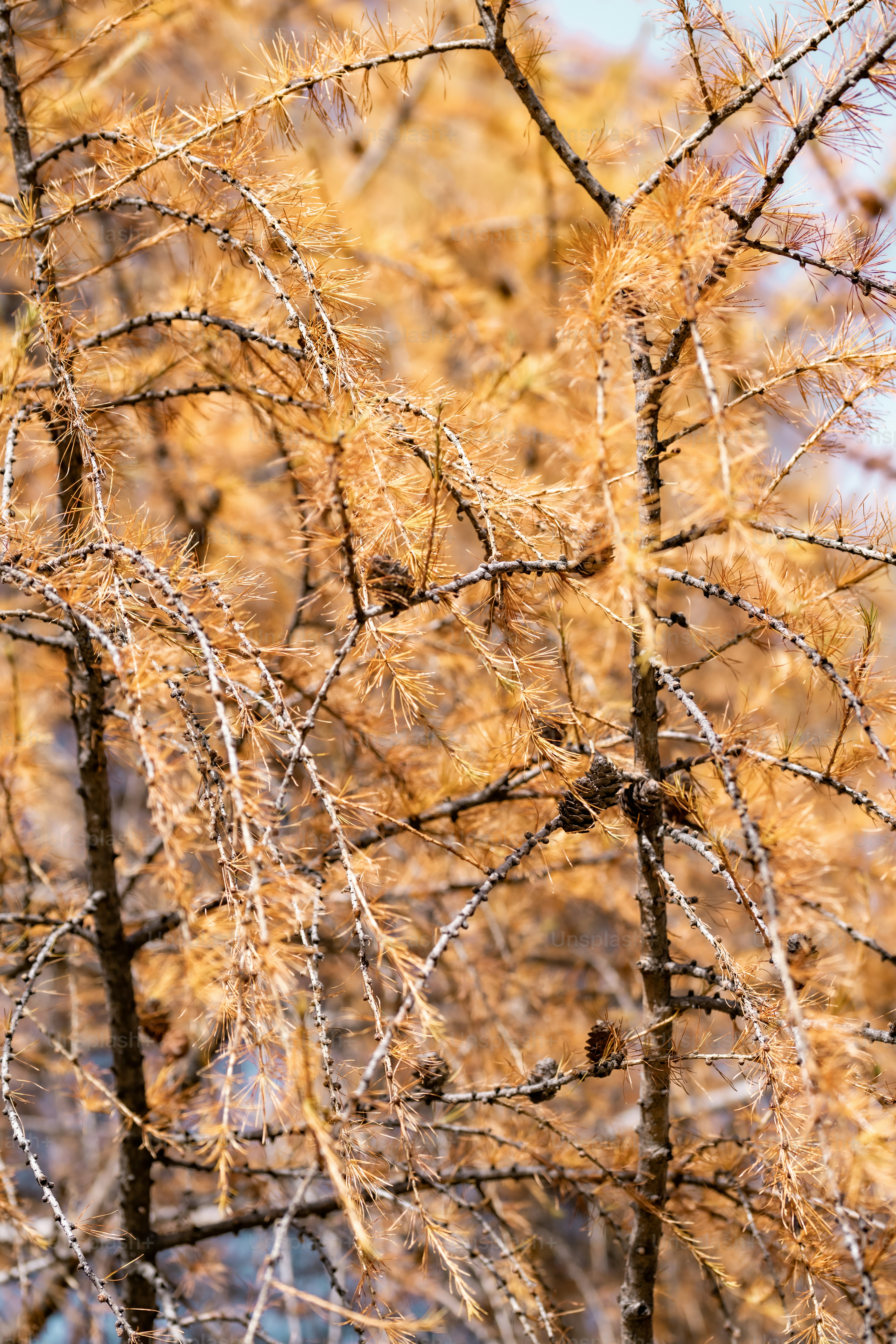 un oiseau perché sur une branche d’arbre