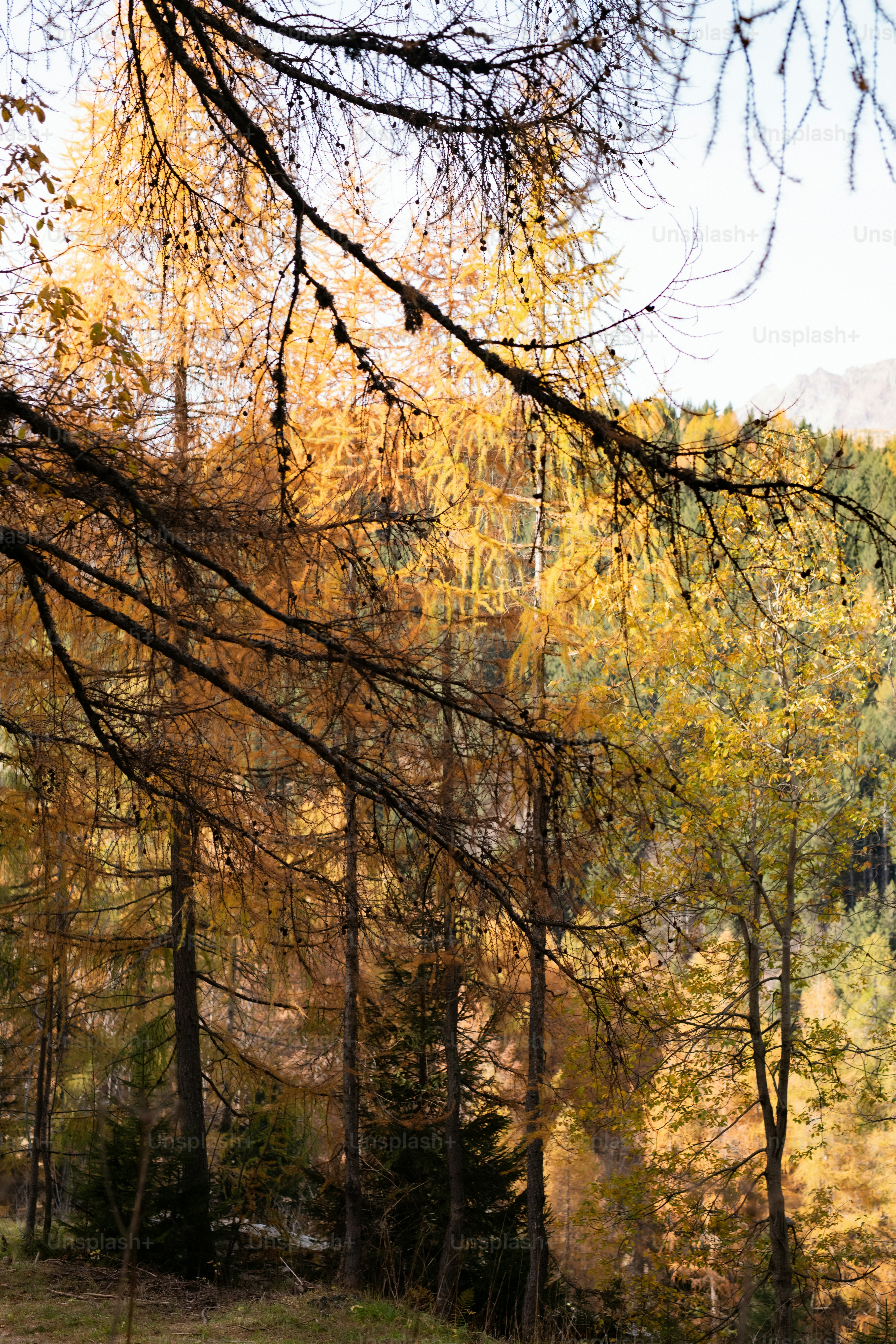 Un banc assis au milieu d’une forêt