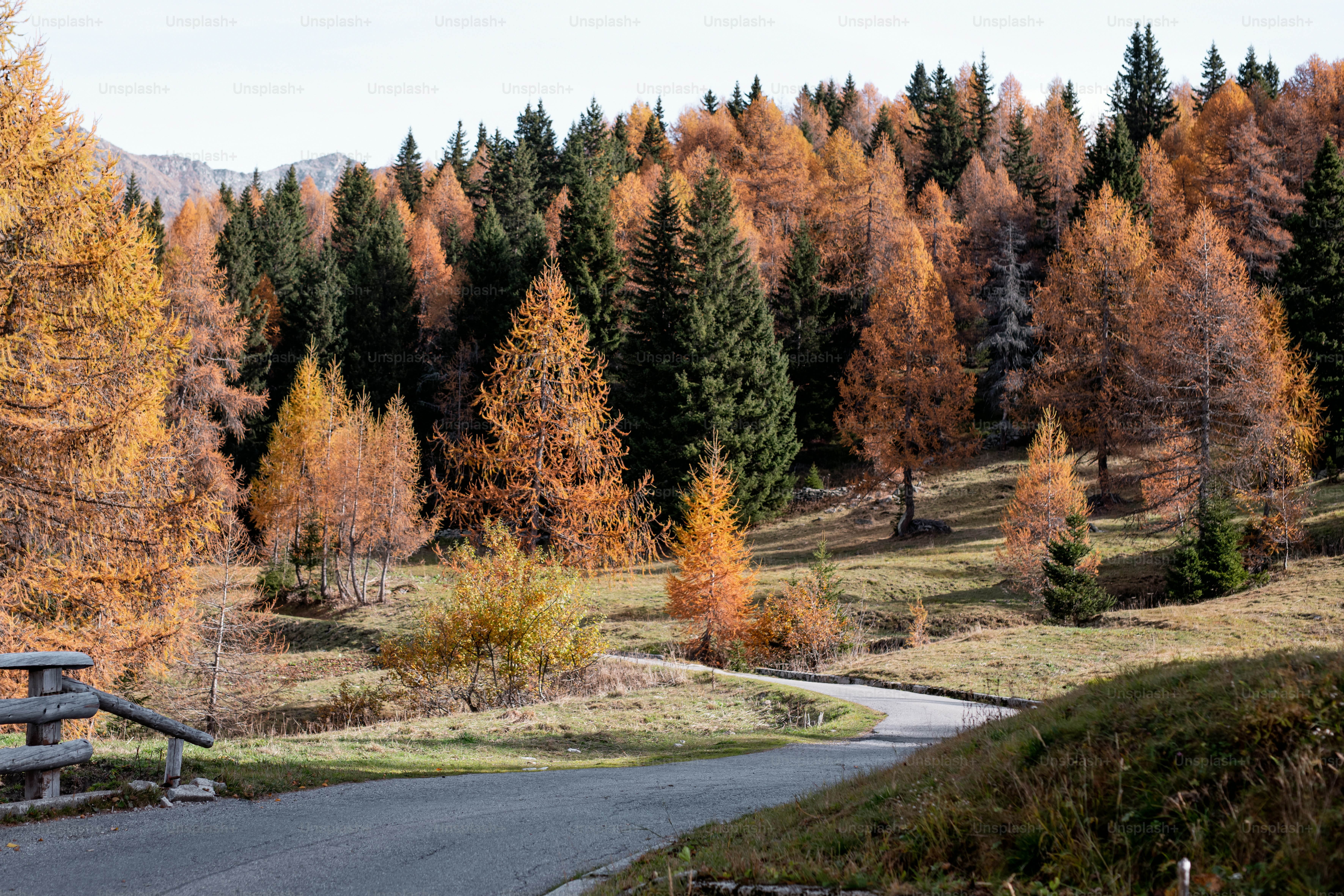 un banc assis sur le bord d’une route à côté d’une forêt