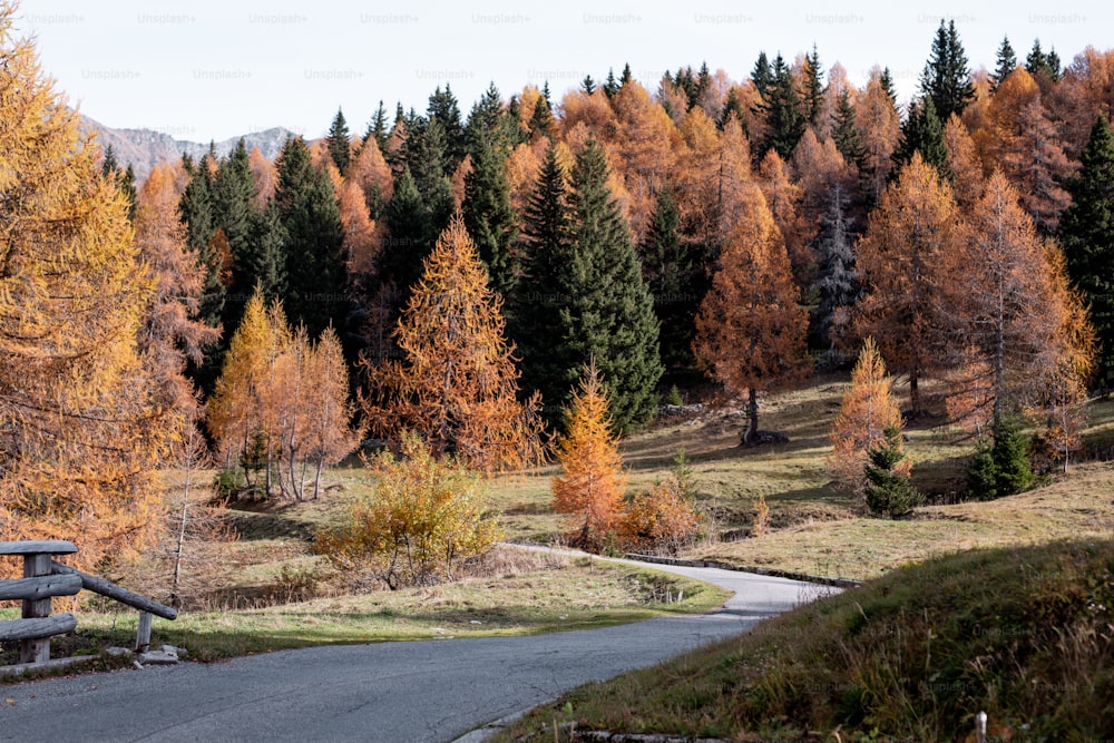 a bench sitting on the side of a road next to a forest