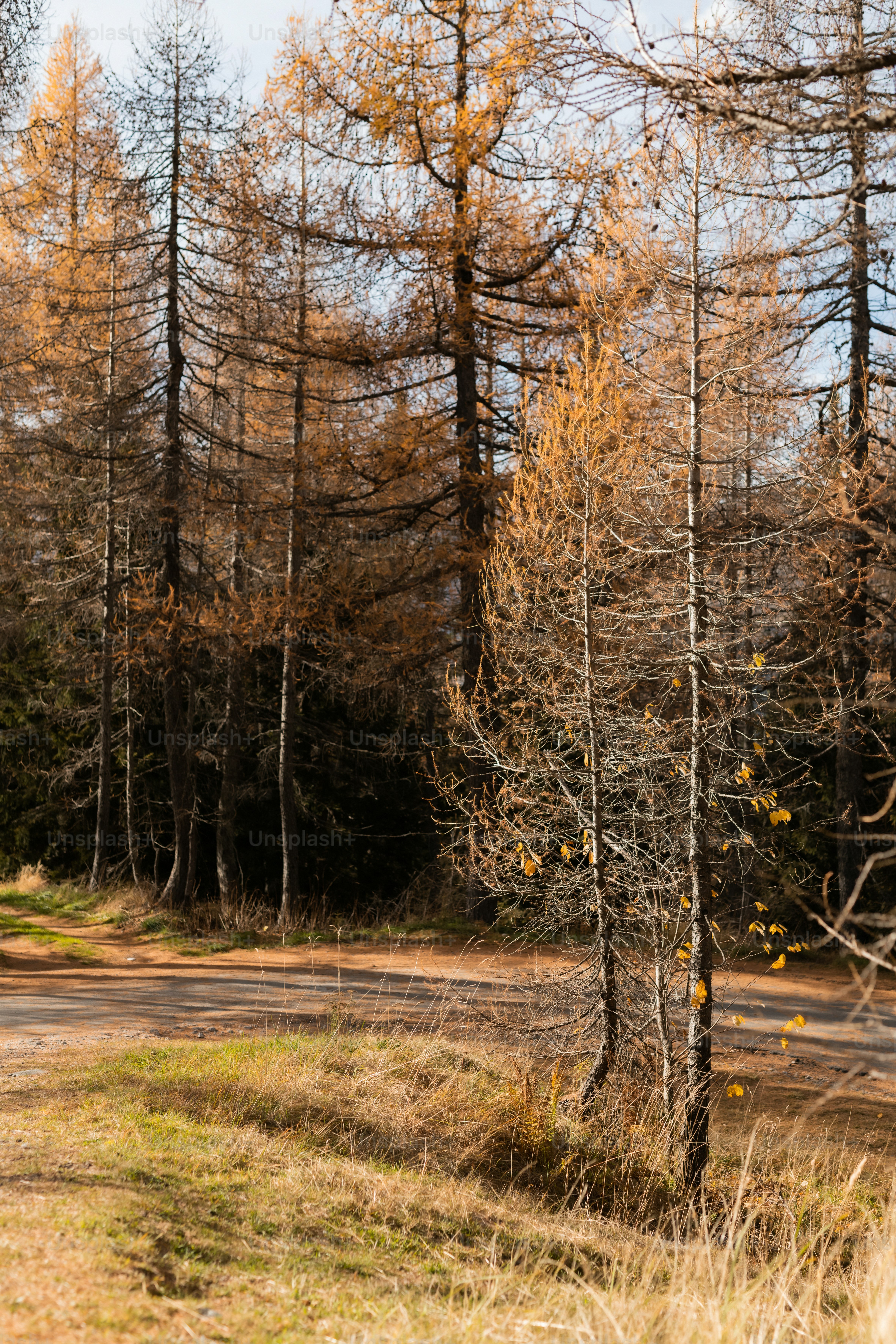 Un camino de tierra en medio de un bosque foto – Imagen de Bosque en ...