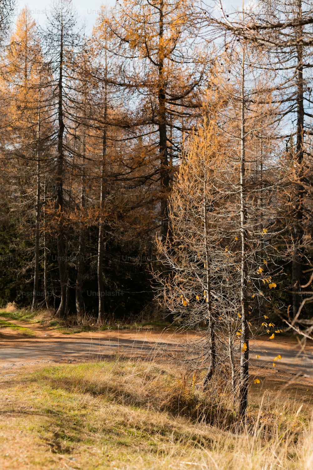 a dirt road in the middle of a forest