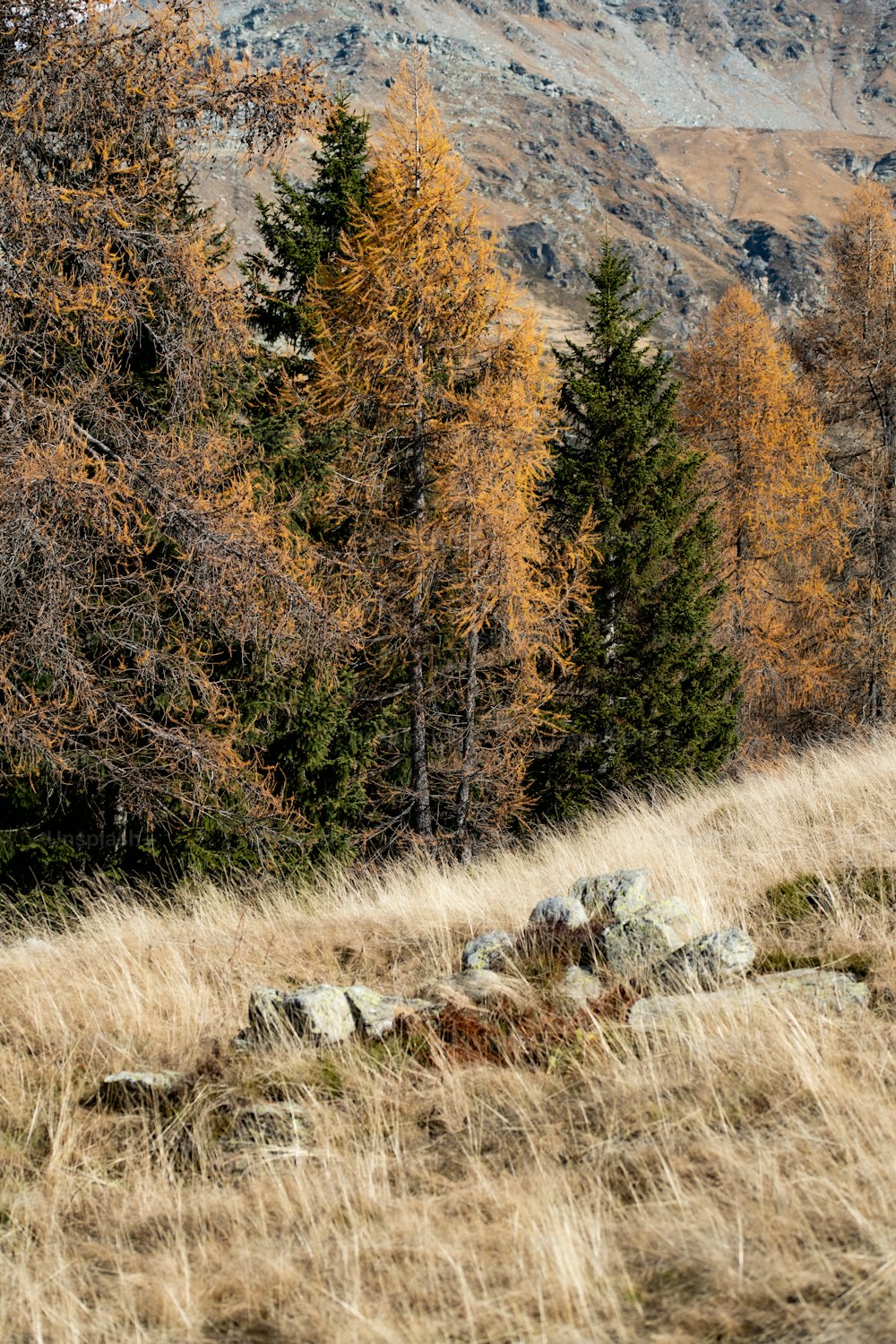 a cow standing on top of a dry grass covered hillside