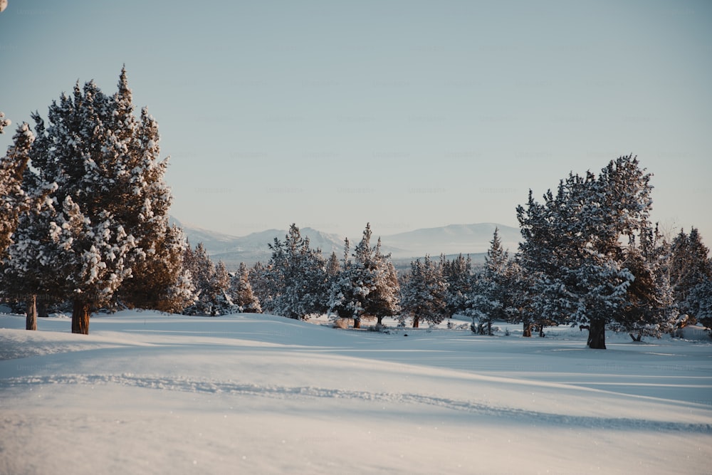 a snow covered field with trees and mountains in the background