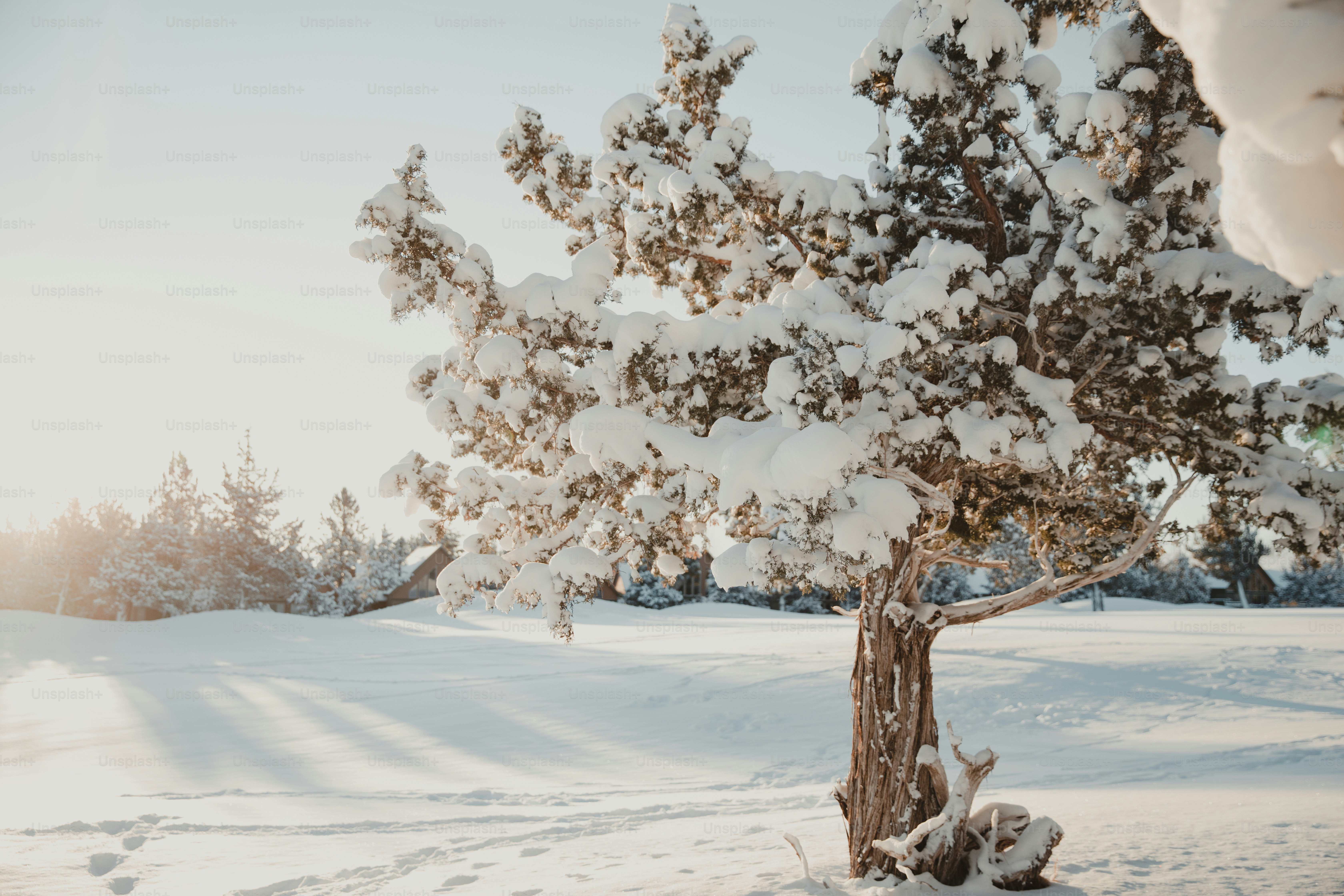50.000+ immagini di alberi innevati | Scarica immagini gratis su Unsplash, image size:3000x2000