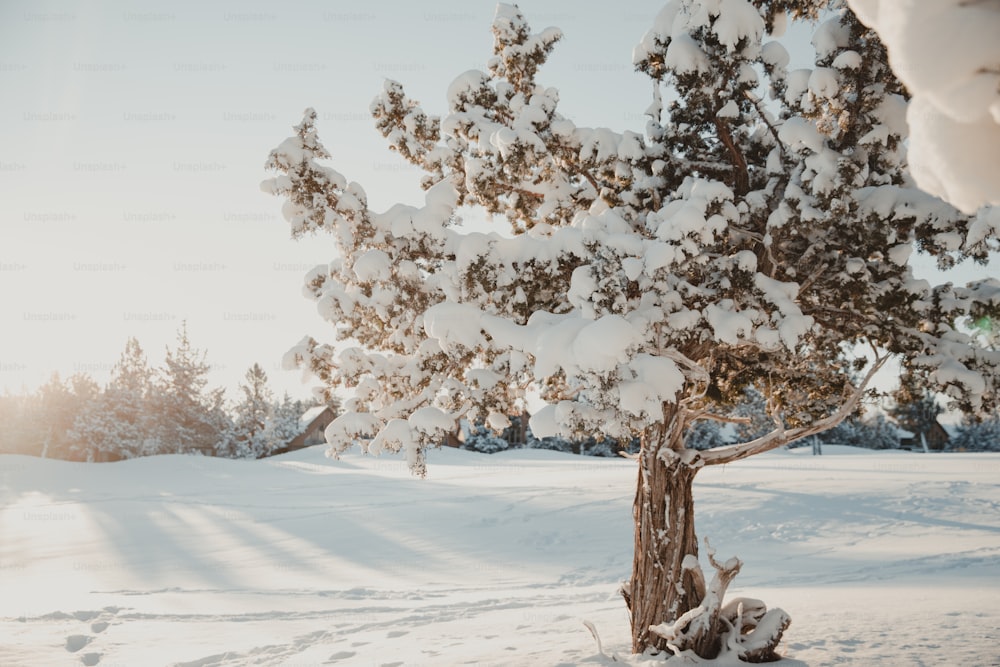 ein schneebedeckter Baum mitten auf einem Feld