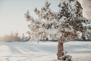 a snow covered tree in the middle of a field