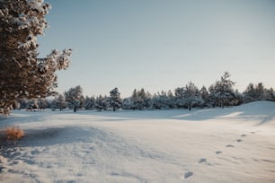 a snow covered field with trees in the background