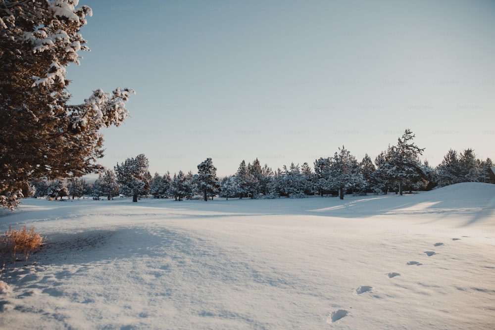 a snow covered field with trees in the background