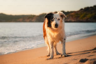 um cachorro em pé em uma praia ao lado do oceano