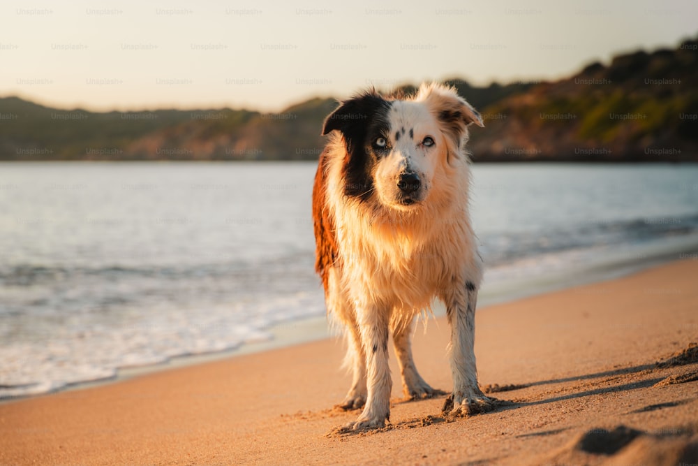 Ein Hund, der an einem Strand neben dem Meer steht