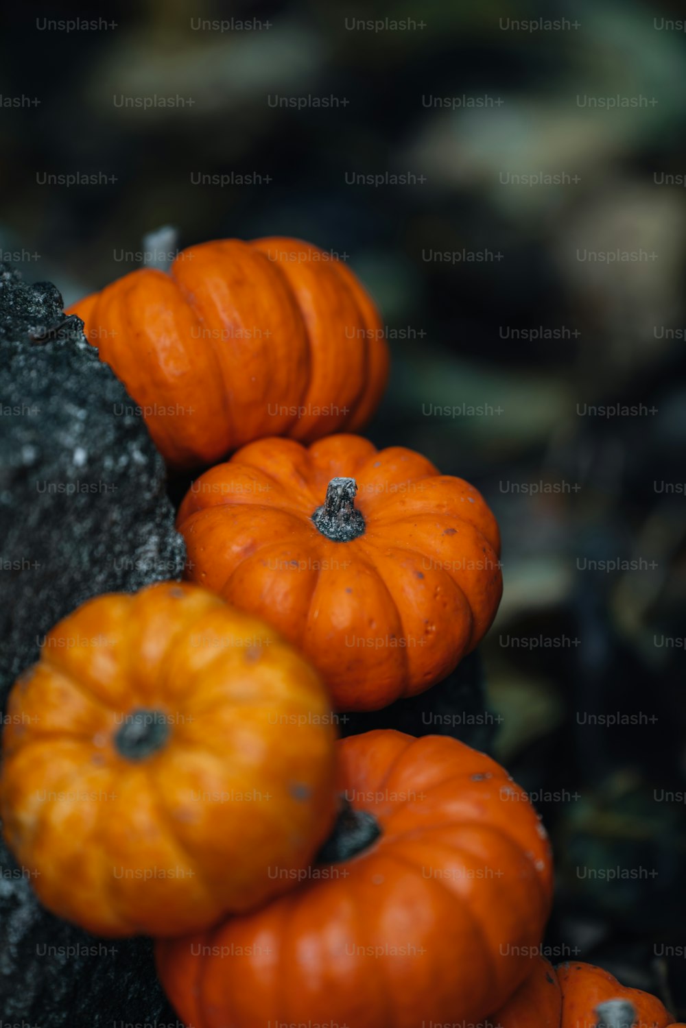 a group of orange pumpkins sitting on top of a rock
