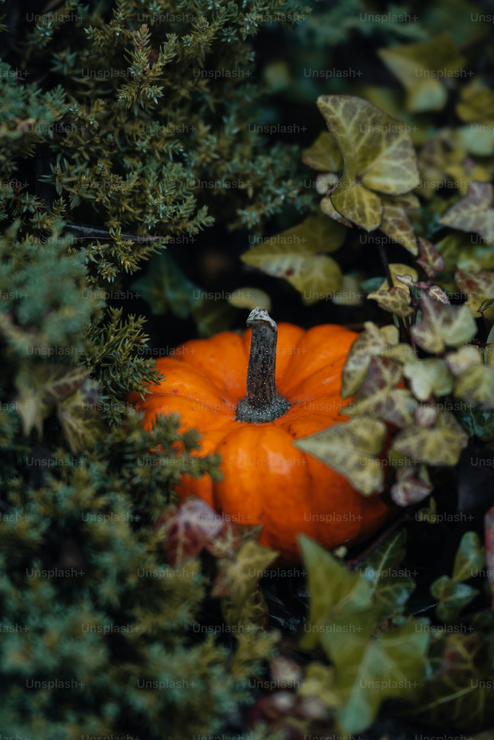 ein kleiner orangefarbener Kürbis, umgeben von grünen Blättern