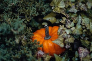 a small orange pumpkin sitting in the middle of a bush