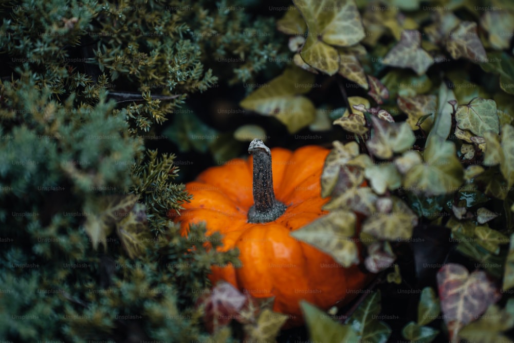 a small orange pumpkin sitting in the middle of a bush