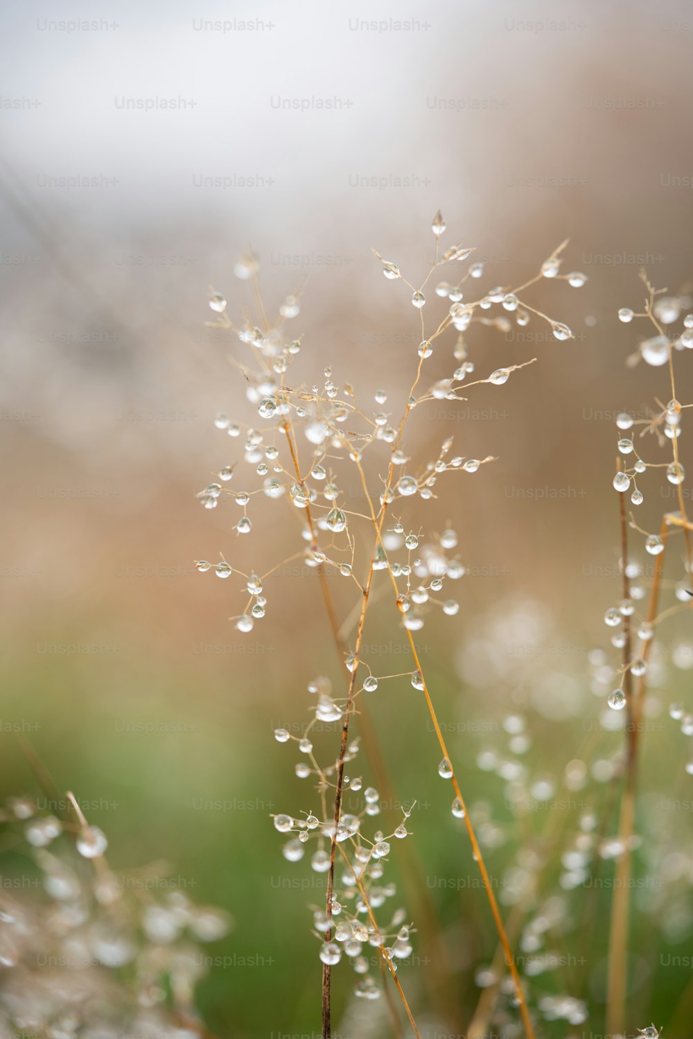 a close up of a plant with drops of water on it