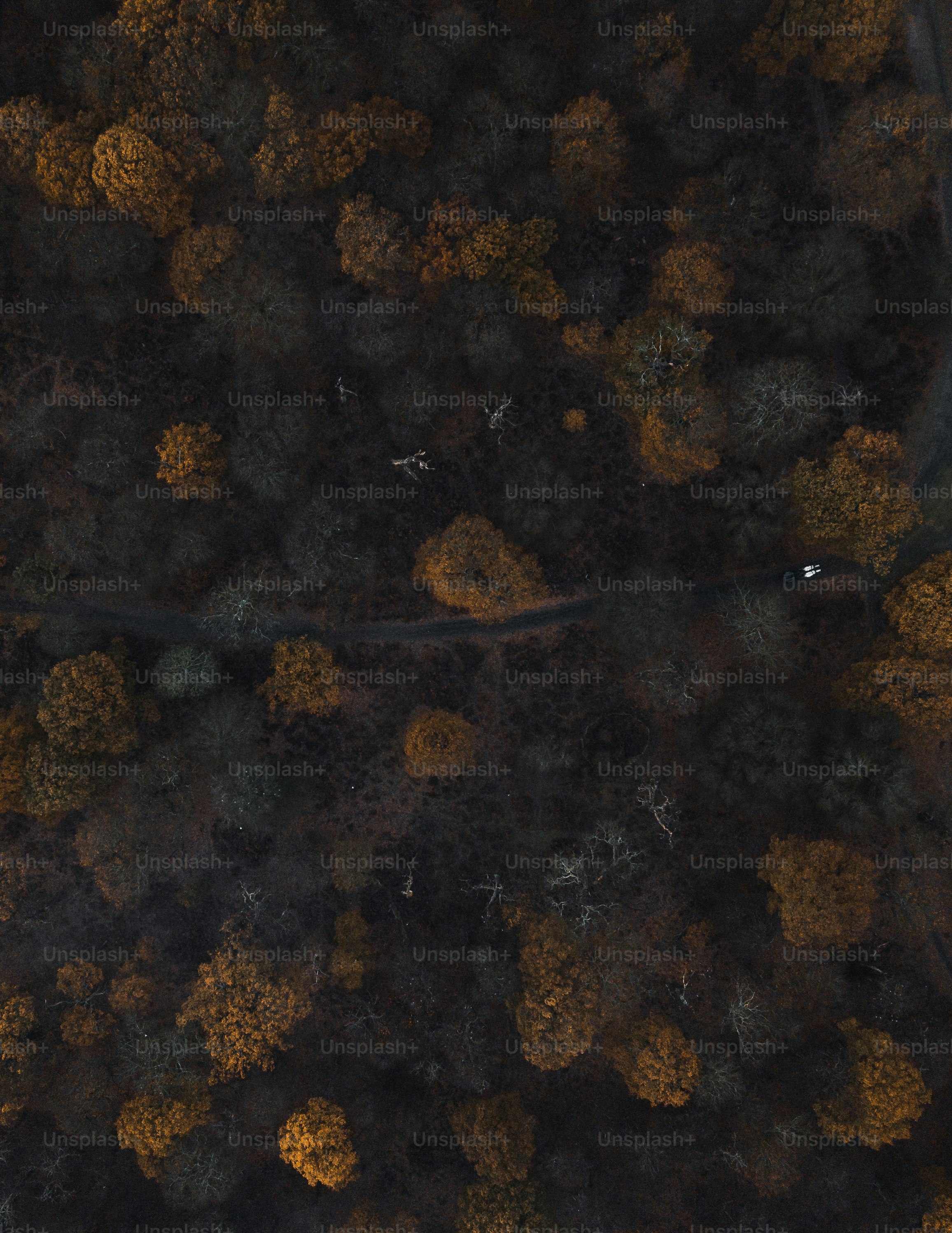 an aerial view of a forest with lots of trees