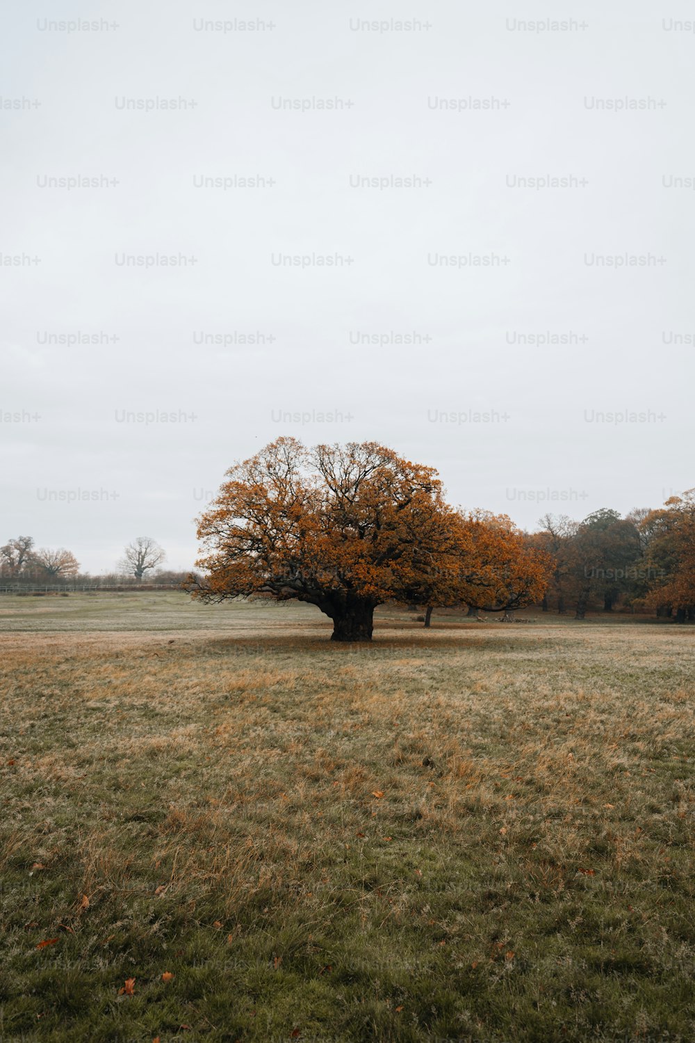 uma árvore grande em um campo com um fundo do céu