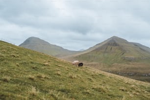 a couple of animals that are standing in the grass