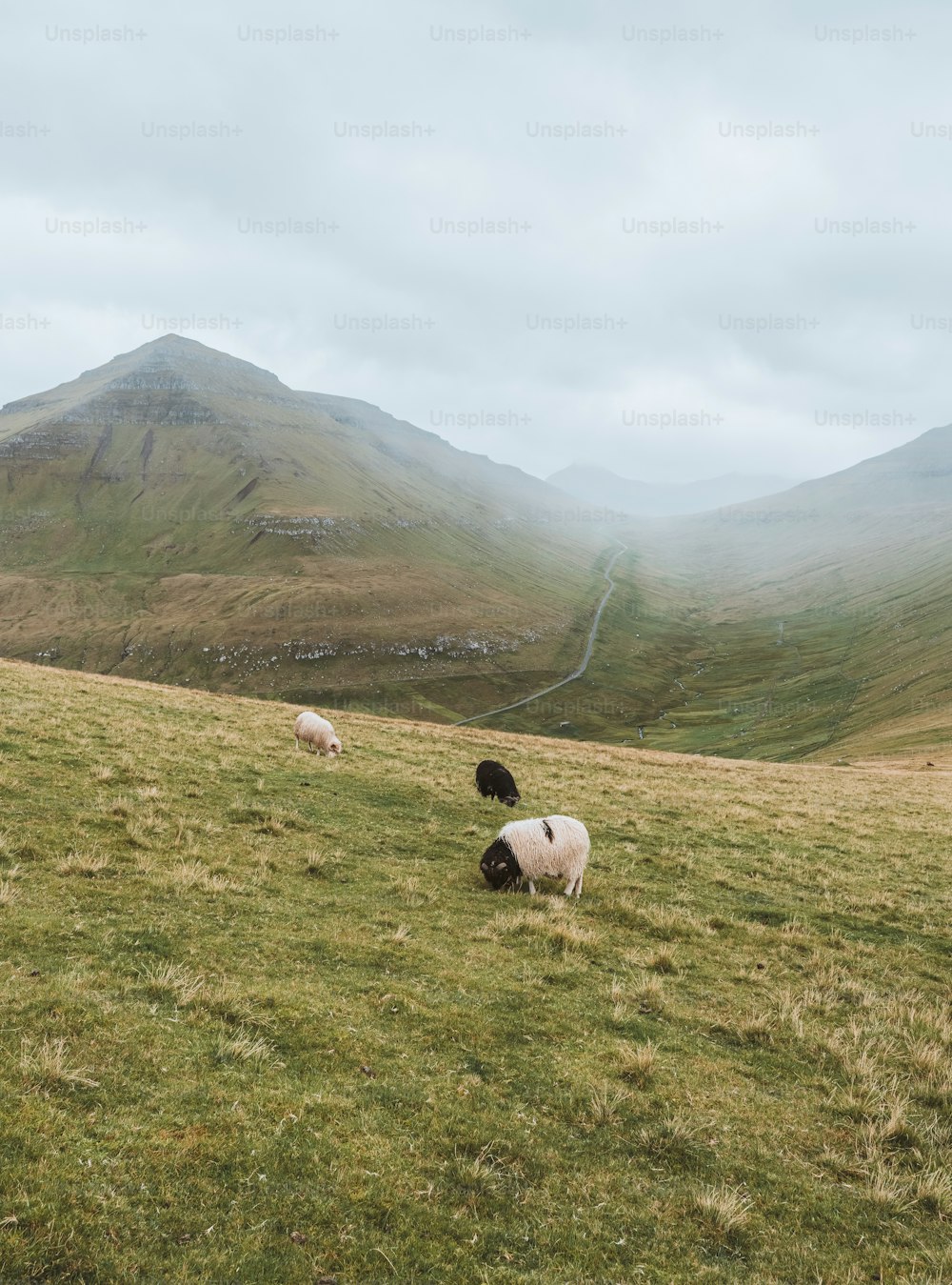 Ein paar Schafe, die auf einem üppig grünen Hügel stehen