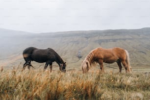 two horses grazing in a field with a mountain in the background