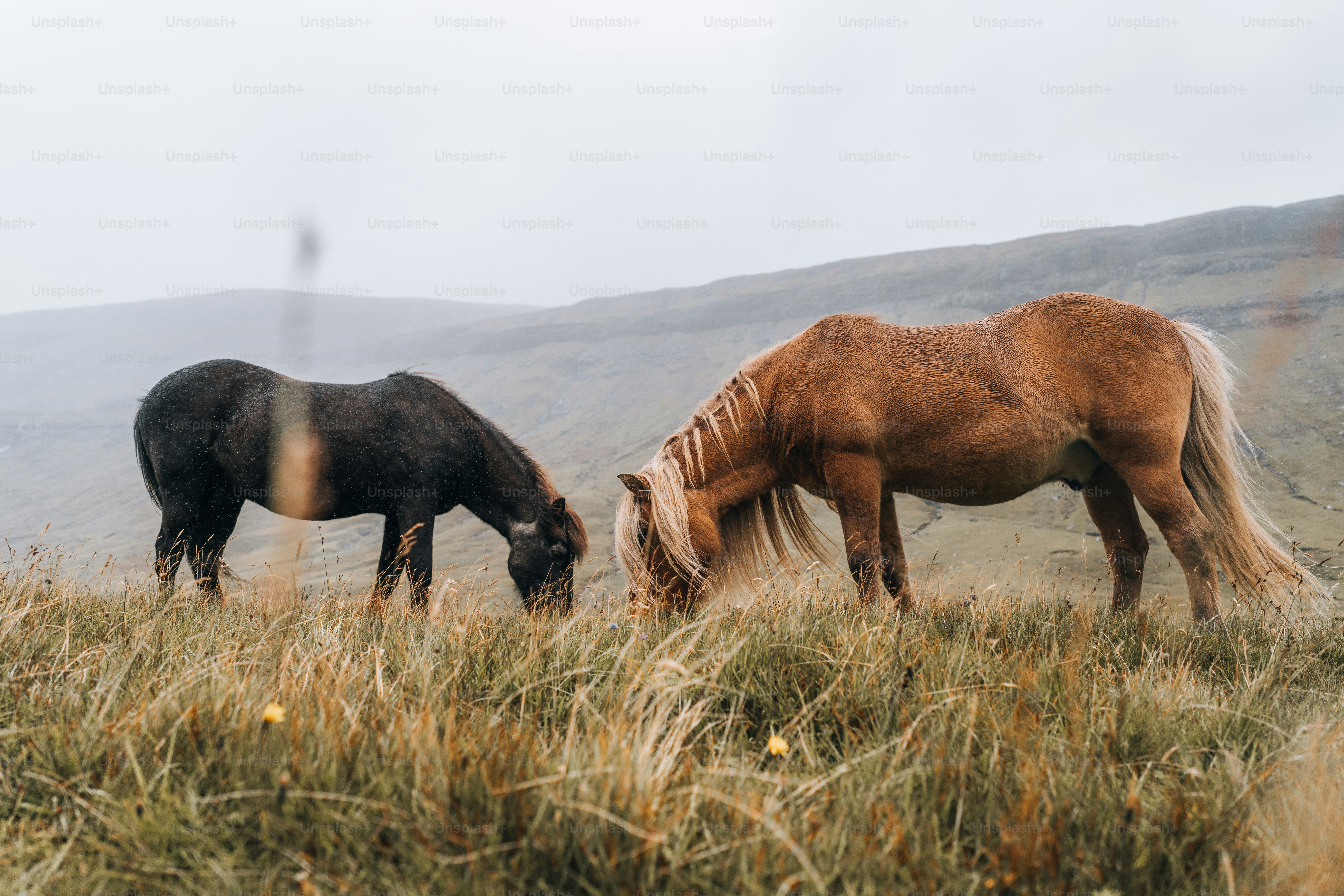 a couple of horses that are standing in the grass