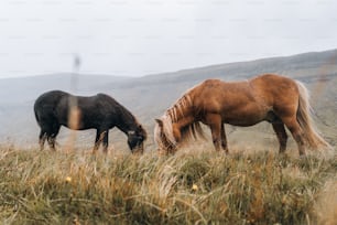 a couple of horses that are standing in the grass