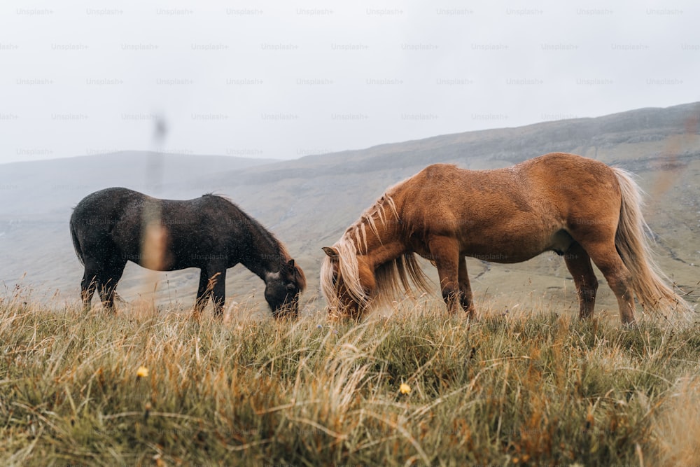 un paio di cavalli che sono in piedi nell'erba