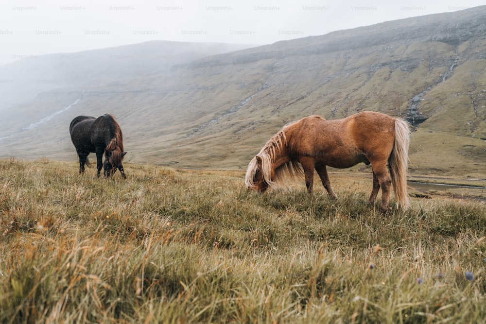 two horses grazing in a field with mountains in the background