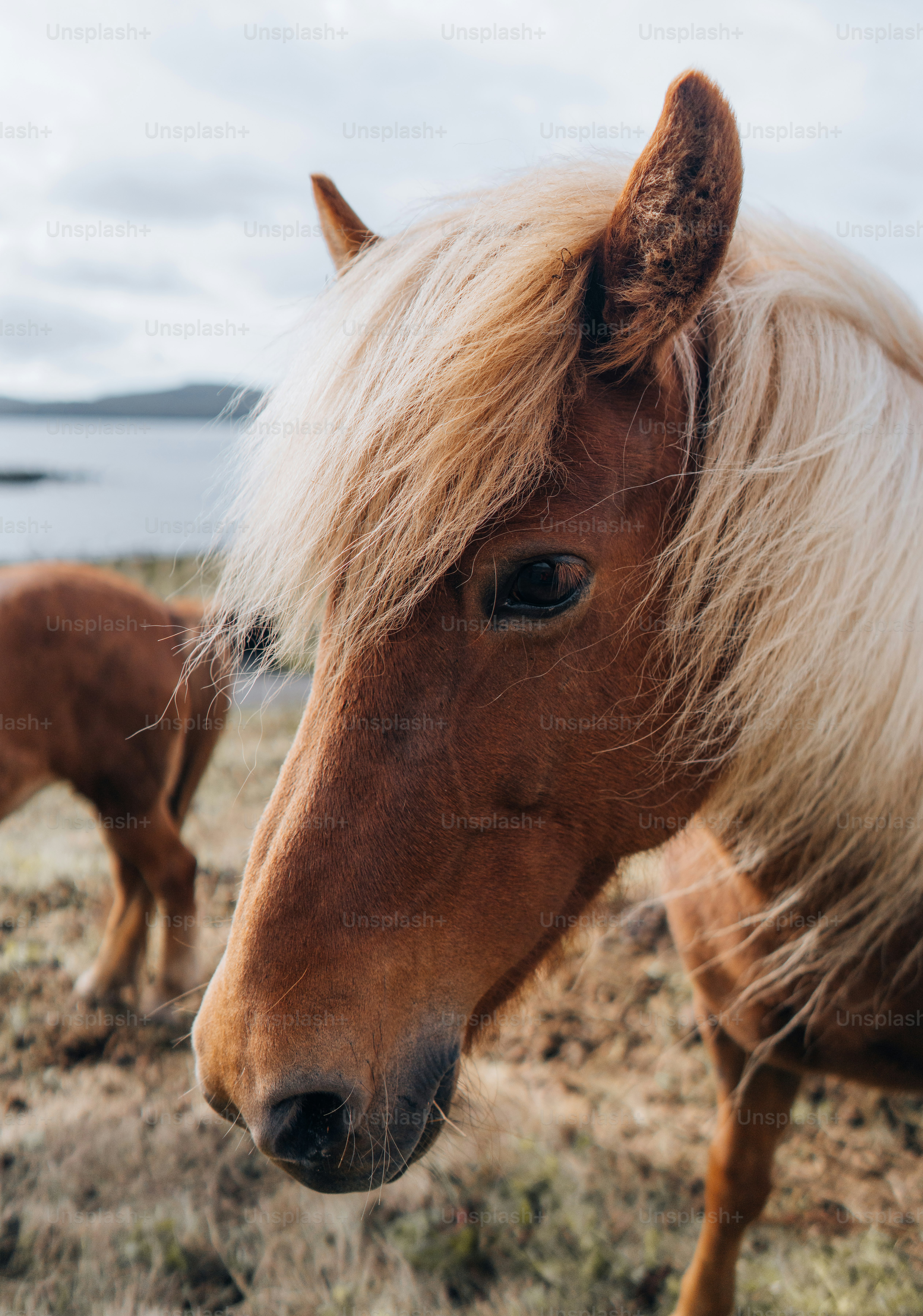 a close up of a horse on a field