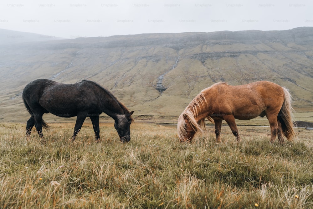 un couple de chevaux debout dans l’herbe