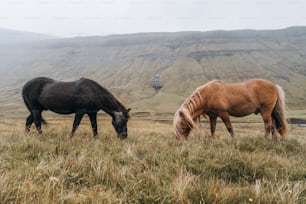 a couple of horses that are standing in the grass