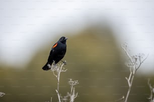 乾いた草原の上に座っている黒い鳥