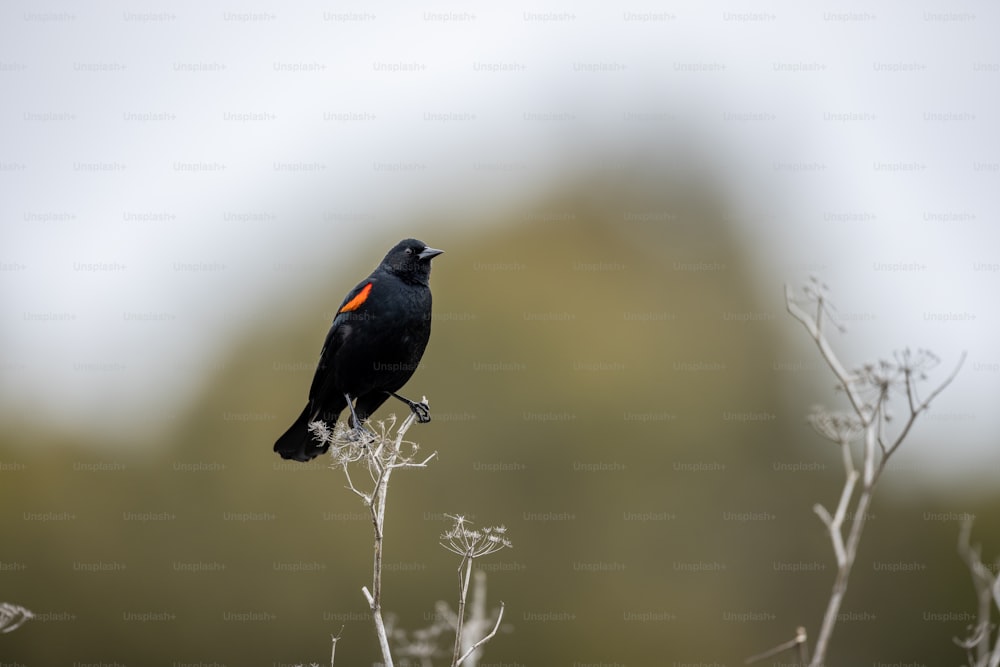 Un uccello nero seduto in cima a un campo di erba secca