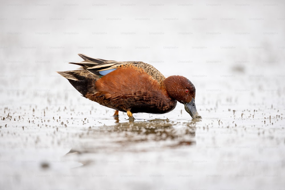 Un uccello in piedi nell'acqua con il becco in bocca