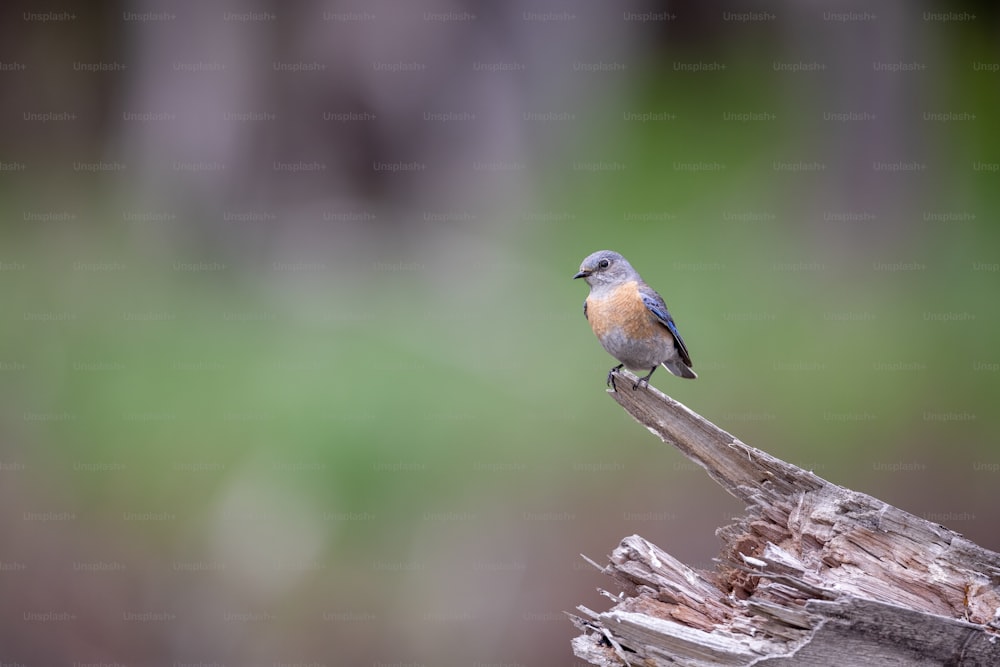 Ein kleiner Vogel, der auf einem Stück Holz sitzt